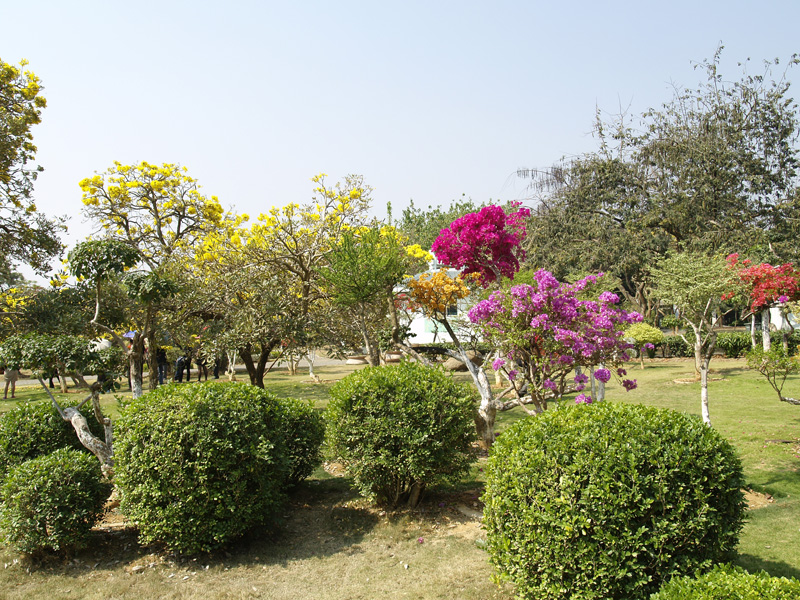 Джингхонг ботанический сад