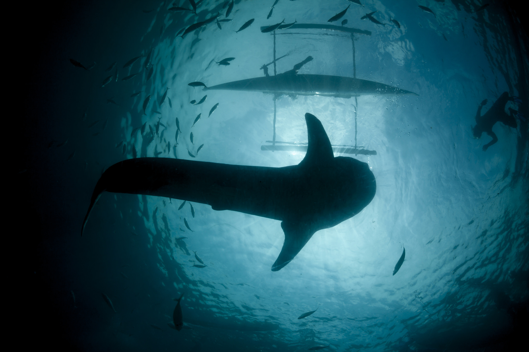 whale sharks