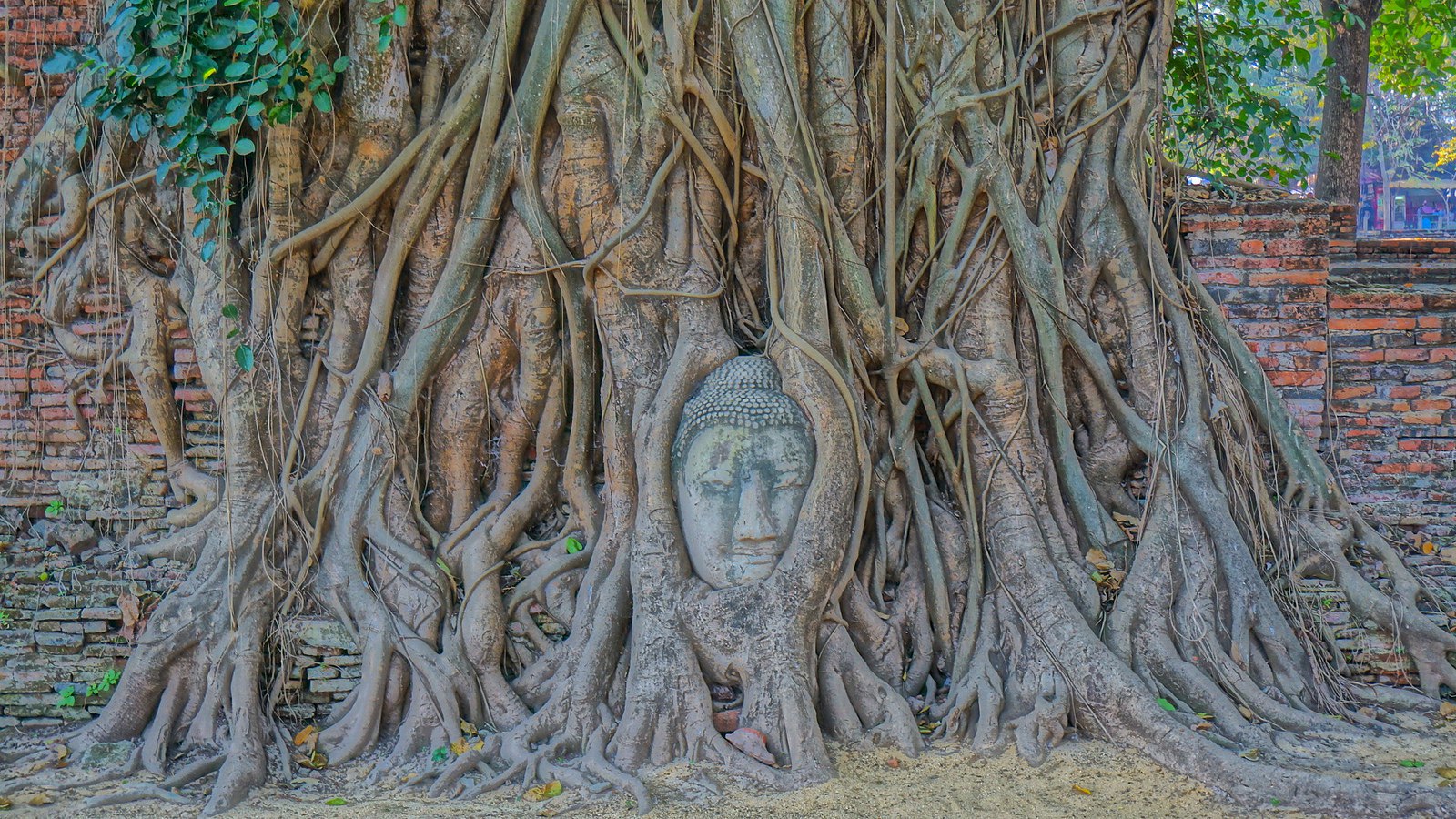 head-of-buddha