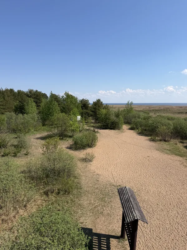 Песчаная тропа и скамейка среди кустарника у болота