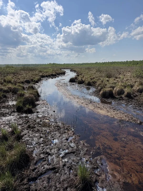Ручей с тёмной водой среди болотных кочек