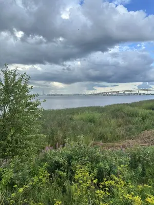 Заросший травой и полевыми цветами берег Канонерского острова, за водой длинная эстакада моста ЗСД и высотная башня на горизонте