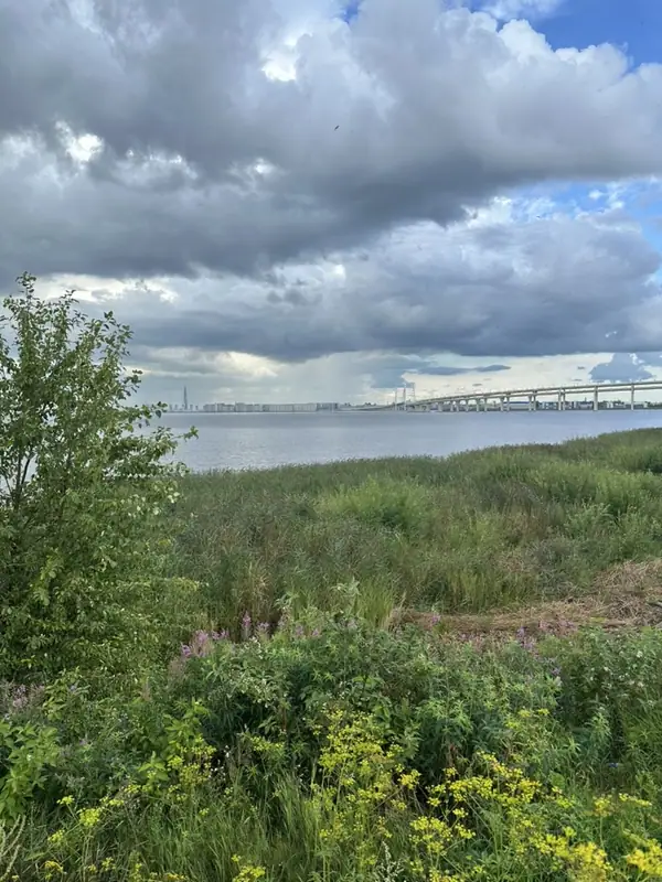 Заросший травой и полевыми цветами берег Канонерского острова, за водой длинная эстакада моста ЗСД и высотная башня на горизонте