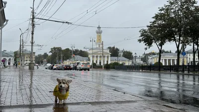 Сусанинская площадь в дождь: вдали пожарная каланча, на переднем плане корги в жёлтом дождевике
