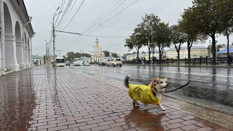 Мокрая мостовая у Торговых рядов, вдали пожарная каланча, рядом корги в жёлтом дождевике