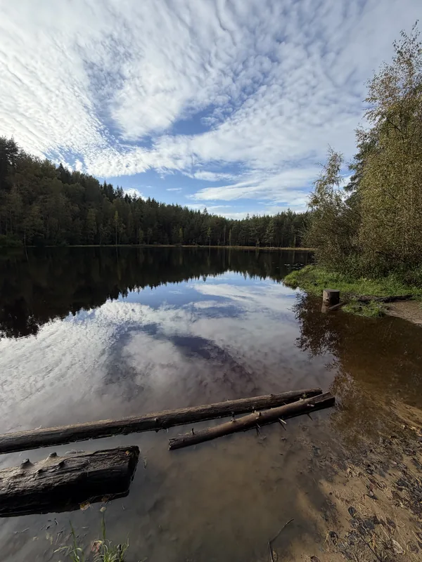 Лесное озеро в ясный день: в воде отражаются облака, у берега брёвна