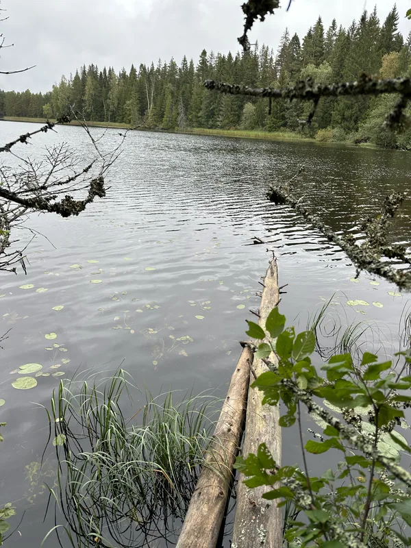 Тёмная лесная вода у тропы: упавшие стволы уходят в воду, по поверхности листья кувшинок, у берега осока и стена елей