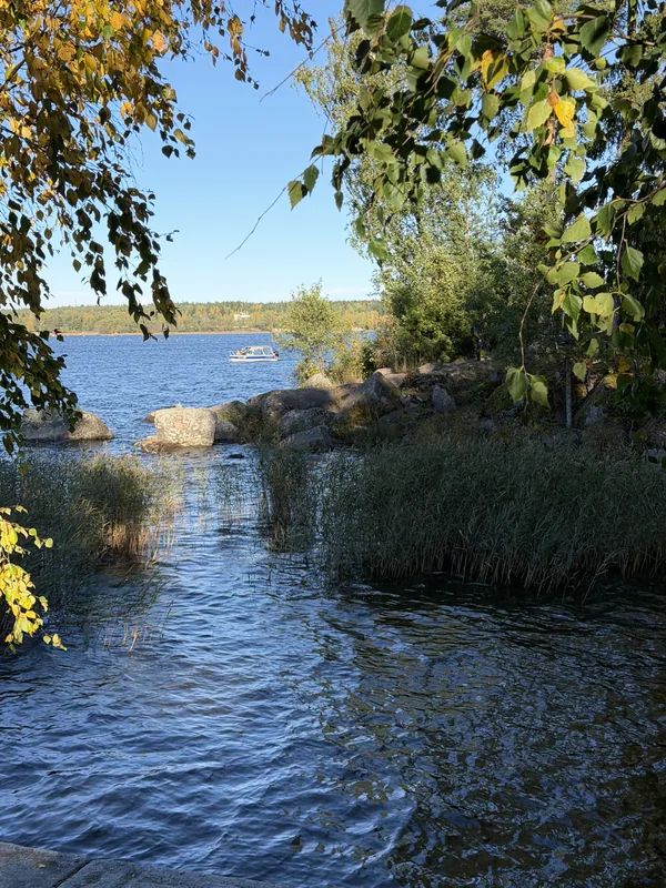 Камыш у берега, вдали залив