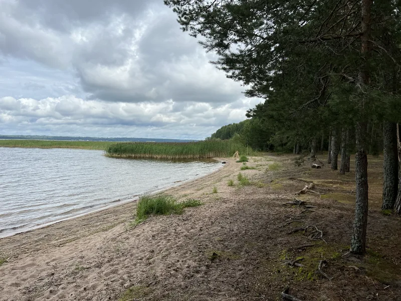 Песчаный берег большого озера, у самой воды растут сосны, вдоль кромки заросли тростника, небо в облаках