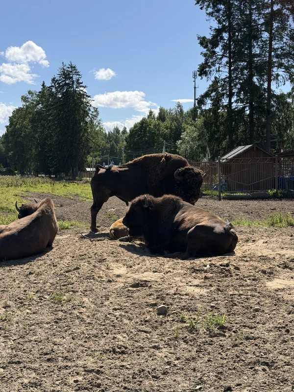 Зубробизоны лежат и стоят в просторном песчаном загоне, за оградой лес и постройки фермы