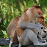 proboscus-monkeys