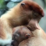 proboscus-monkeys2