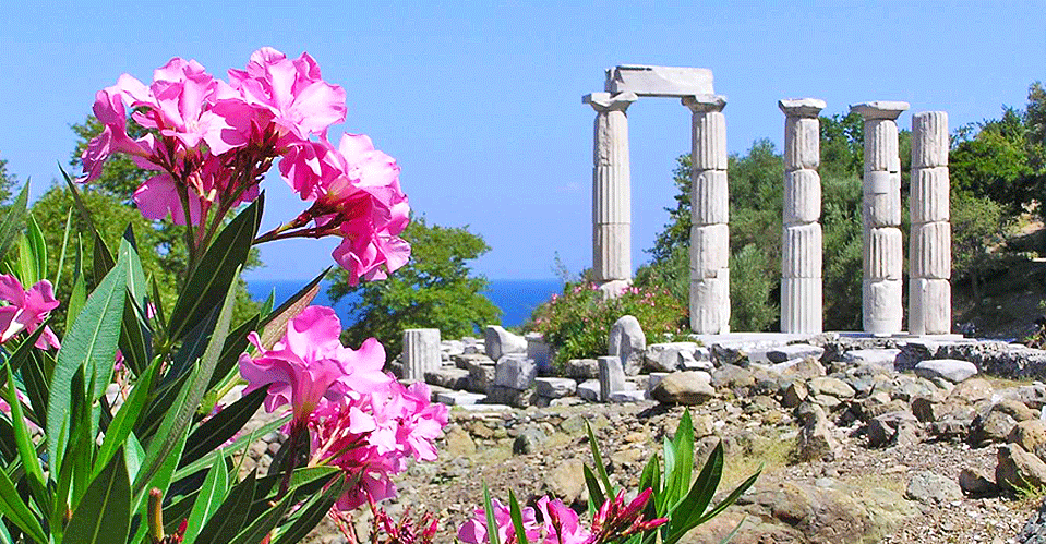 Греческое название растения. Растительность Греции. Растительный и животный мир Греции. Греческие цветы.