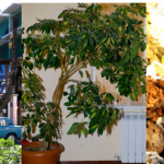 RU-GOSTEVOI_DOM_GAGRA