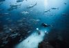 Scuba diver exploring a sunken shipwreck surrounded by a large school of silver fish.