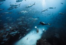 На Мальдивах появится новое крутое место для дайвинга Scuba diver exploring a sunken shipwreck surrounded by a large school of silver fish.