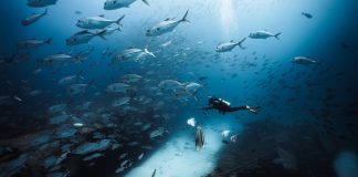 Scuba diver exploring a sunken shipwreck surrounded by a large school of silver fish.
