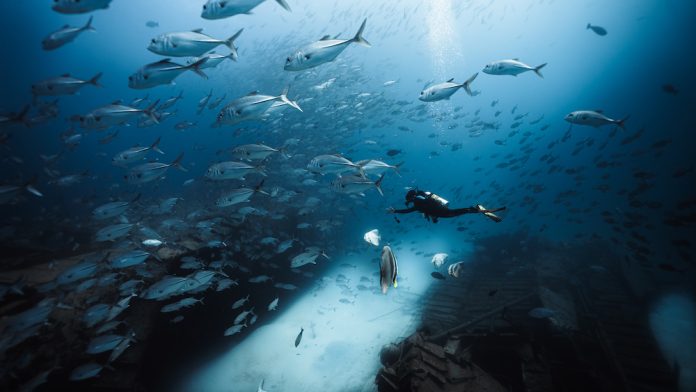 SW wreck jpg-50 Scuba diver exploring a sunken shipwreck surrounded by a large school of silver fish.